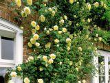 Róża Pnąca 'Rosa arvensis'  Golden Shower