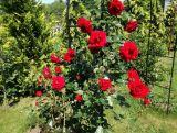 Róża Pnąca 'Rosa arvensis'  Czerwona Pergolowa Pełna