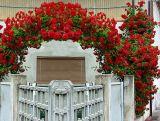Róża Pnąca 'Rosa arvensis' Czerwona Pergola