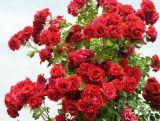 Róża Pnąca 'Rosa arvensis' Czerwona Duży Kwiat