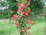 Róża Pnąca 'Rosa arvensis' Czerwona Słup