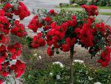 Róża Pienna 'Rosa' Czerwona Zwisająca / I gatunek 2 oczka