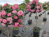 Róża Pienna 'Rosa' Różowa Angielska / I gatunek 2 oczka