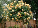 Róża Pienna 'Rosa' Żółta  / I gatunek 2 oczka