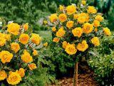 Róża Pienna 'Rosa' Żółta Duży Kwiat  / I gatunek 2 oczka