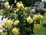 Róża Pienna 'Rosa' Żółta Pachnąca  / I gatunek 2 oczka