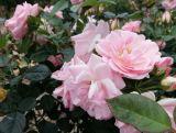 Róża Pienna 'Rosa' Różowa Jasna