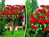 Róża Pienna 'Rosa' Koralowa - Czerwona
