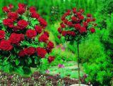 Róża Pienna 'Rosa' Bordowa  / I gatunek 2 oczka