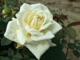 Róża Pienna 'Rosa' Ecri