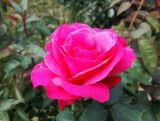 Róża Pienna 'Rosa' Biskupia