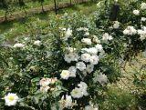 Róża Pienna 'Rosa' Biała Mini