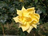 Róża Pienna 'Rosa' Żółta Szlkowata