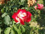 Róża Pienna 'Rosa' Biało - Czerwona