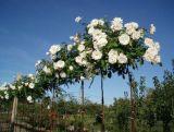 Róża Pienna 'Rosa' Biała