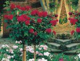 Róża Pienna 'Rosa' Bordowa