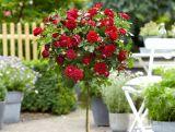 Róża Pienna 'Rosa' Czerwona