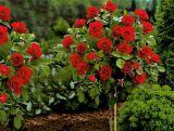 Róża Pienna 'Rosa' Czerwona Mini