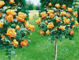 Róża Pienna 'Rosa' Pomarańczowa