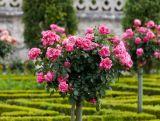 Róża Pienna 'Rosa' Różowa Angielska
