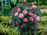 Róża Pienna 'Rosa' Różowa Duży Kwiat