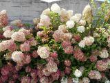 Hortensja Bukietowa 'Hydrangea panikulata' Biało-Różowa Stożek