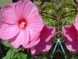 Hibiskus Bagienny 'Hibiscus moscheutos' Różowy