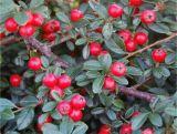 Irga 'Cotoneaster' Coral Beauty