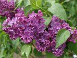 Lilak 'Syringa vulgaris' Znamya Lenina