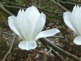 Magnolia Biała