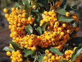 Ognik 'Pyracantha coccinea' Soleil D'or