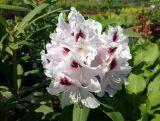 Różanecznik 'Rhododendron' Calsap