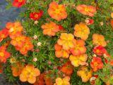 Pięciornik 'Dasiphora fruticosa' Hopleys Orange