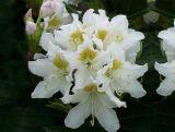 Różanecznik 'Rhododendron' Biały