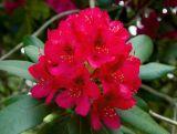 Różanecznik 'Rhododendron' Czerwony