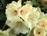 Różanecznik 'Rhododendron' Kremowy
