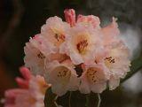Różanecznik 'Rhododendron' Łososiowy