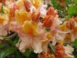 Różanecznik 'Rhododendron' Pomarańczowy