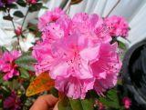 Różanecznik 'Rhododendron' Różowy