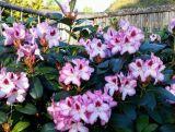 Różanecznik 'Rhododendron' Hachmann's Charmant