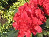 Różanecznik 'Rhododendron' Karl Neue