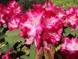 Różanecznik 'Rhododendron' Stenzauber