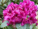 Różanecznik 'Rhododendron' Olin O. Dobss