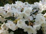 Różanecznik 'Rhododendron' Gartendirektor Riger