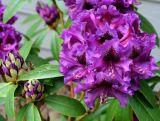 Różanecznik 'Rhododendron' Purple Splendour