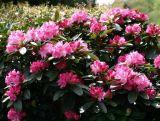 Różanecznik 'Rhododendron' Resonanz
