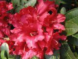 Różanecznik 'Rhododendron' Bengal