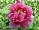 Piwonia 'Paeonia' Różowa Półpełna