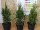 Tuja 'Thuja occidentalis' Szmaragd Donica 2L  3-Letnia
