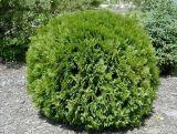 Tuja 'Thuja occidentalis' Hoseri